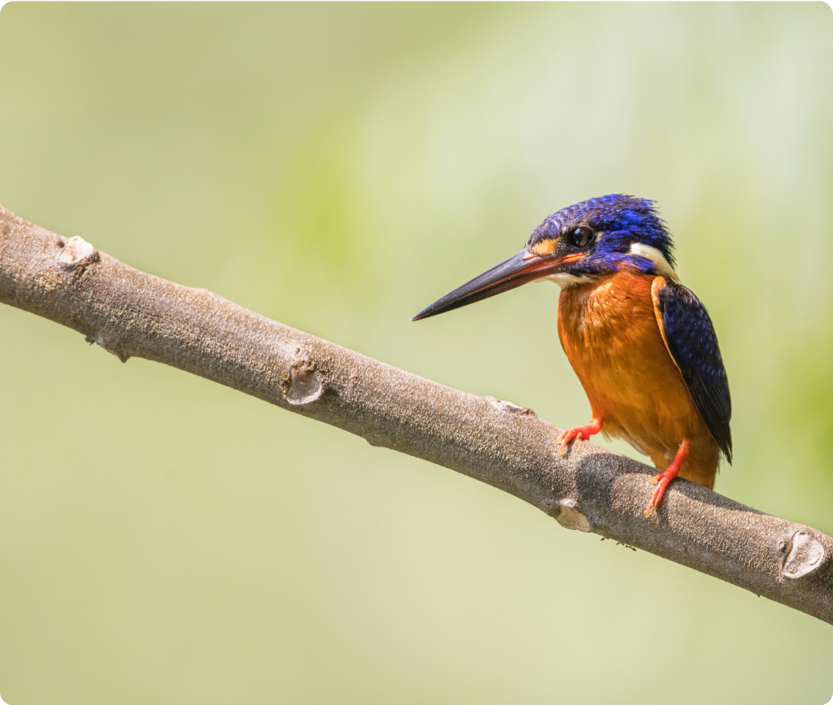 Bird Group – Nature Society Singapore